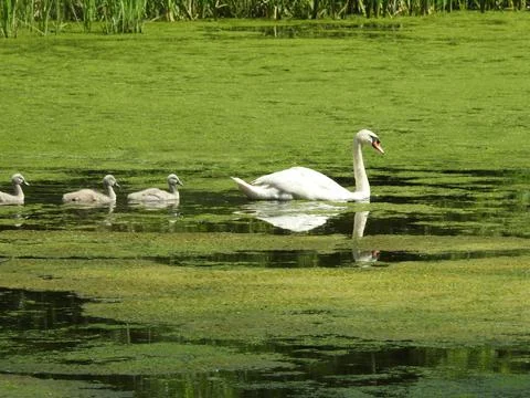 Swans day out Stock Photos
