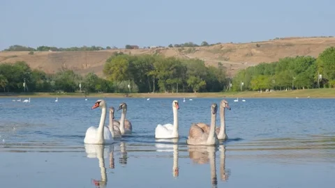 Swans of different colors bathe in the river Stock Footage 140449658