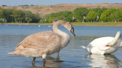 Swans of different colors bathe in the river Stock Footage 140449663