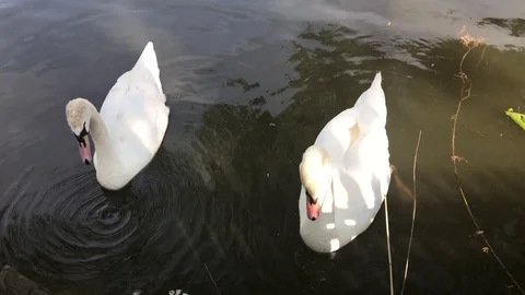 Swans in a dirty lake Stock Footage 75659073