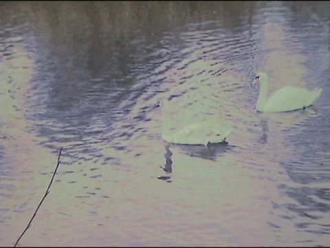Swans disappear on the horizon Stock-Footage 133809224