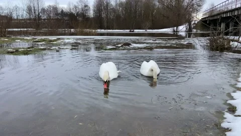Swans dive into the water Stock Footage 228902261