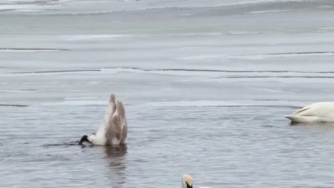 Swans Diving Stock Footage 149161566