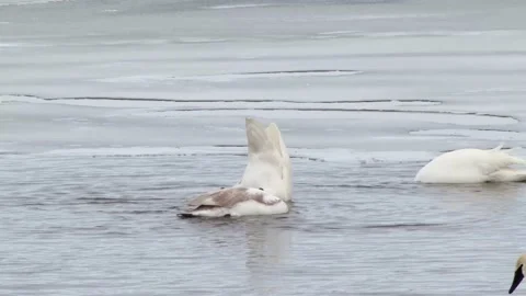 Swans Diving Video stock 149161572