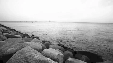 Swans diving in the sea Stock Footage 34615944