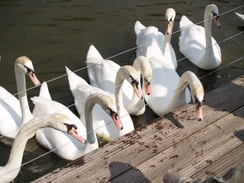 Swans at the Dock Stock Photos