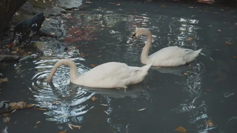 Swans down head under water Stock Footage 95247809