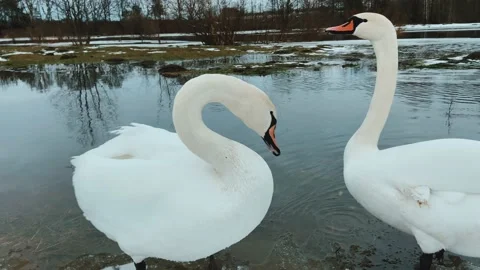 Swans drink input Video stock 234318291