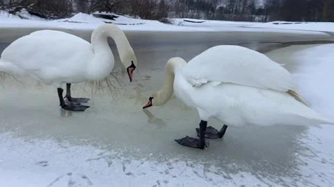 Swans drink water Video stock 230419403