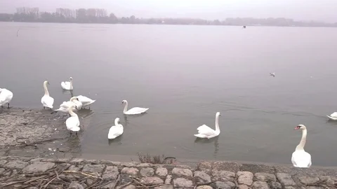 Swans by drone Stock Footage