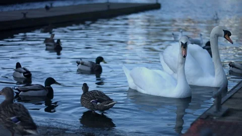 Swans &amp; Ducks 01 Stock Footage 126241139