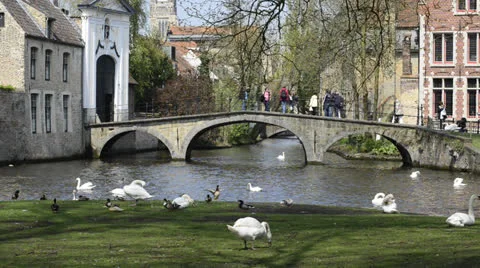 Swans, ducks and excursion boat near the canal in Bruges, Belgium Stock Footage 23542839