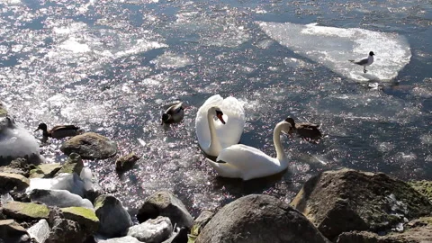 Swans, Ducks and Gulls Stock Footage 87799416