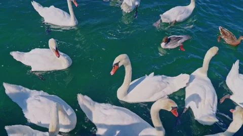 Swans, ducks, birds in river Rhone at summer, Geneva, Switzerland Stock Footage 302292462