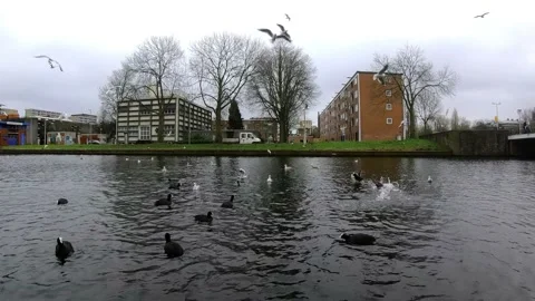 Swans, ducks, seagulls. Different types birds are fighting at the river for f Video stock 146233872