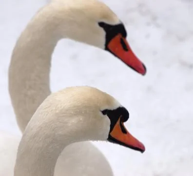 Swans duo Stock Photos