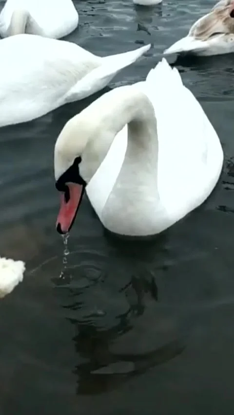 Swans eat bread from hands Stock Footage 277394863