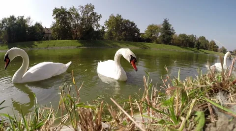 Swans Eating Grass on Lake Stock Footage 43137900