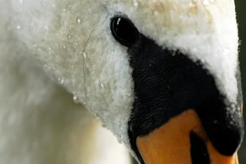 Swan's eye Stock Photos