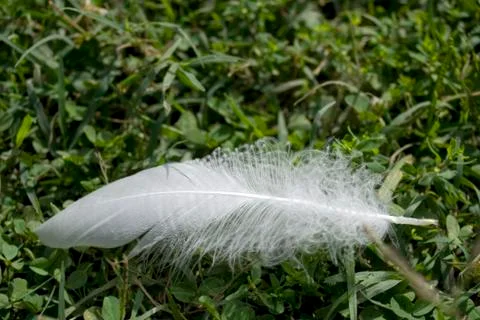 Swans feather on grass Stock Photos