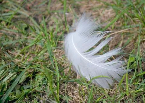 Swans feather on ground Stock Photos