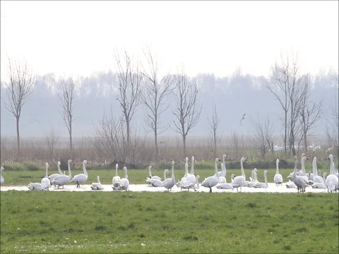 Swans in february on meadow Stock Footage