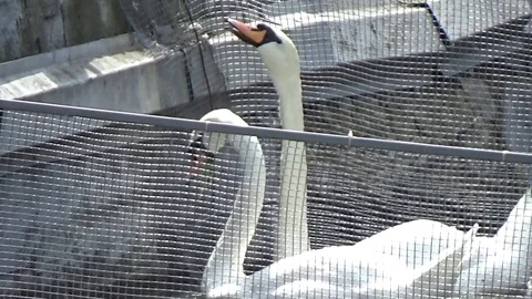 Swans feed on the leaves Stock Footage 77209679