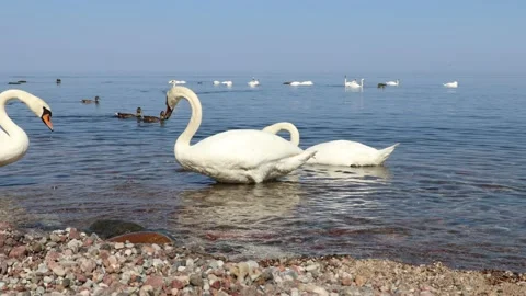 Swans feed near the sea Stock Footage 206136953