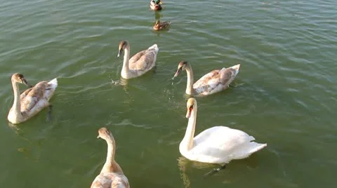 Swans feed in the pond Stock Footage 8962974