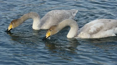 Swans feeding close up slow motion Stock Footage 61267486