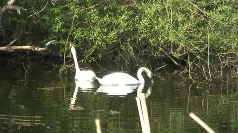 Swans feeding on trees 01 Video stock 49303207