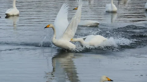 Swans Fight in slow motion Stock Footage 61267635
