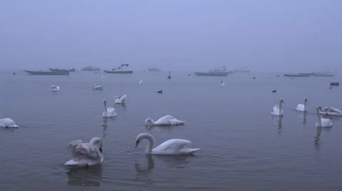Swans Fighting Lake 4K Stock Footage 61008034
