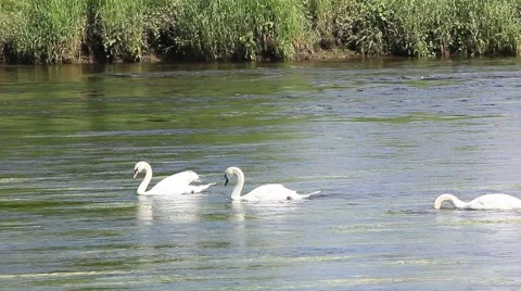 Swans, five  river forth Stirling Stock Footage 51841532