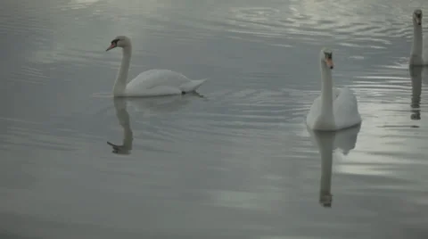 Swans in Flat Calm Water 스톡 동영상 34291524