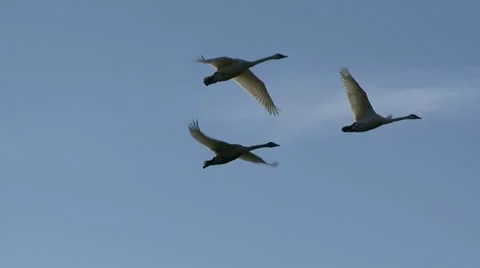 Swans in Flight, Bird, Birds, Fly, Flying Stock Footage