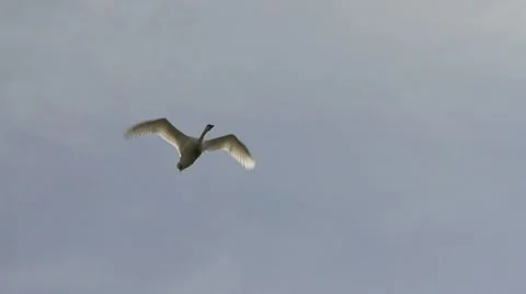 Swans In Flight, Bird, Birds, Fly, Flying Stock Footage