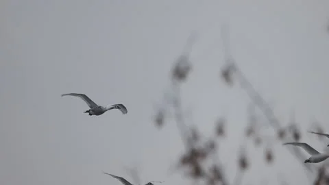 Swans flight on a cloudy winter's day, 4K slomo Stock Footage 169076361