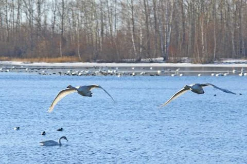 Swans in flight in the early spring Fotos de archivo