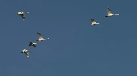 Swans In Flight Stock Footage