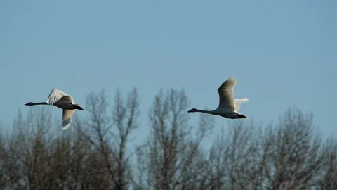 Swans In Flight Stock-Footage 99579552