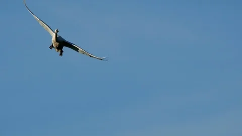 Swans In Flight Stock-Footage 99581715