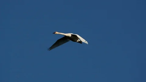 Swans In Flight Stock Footage 99582733