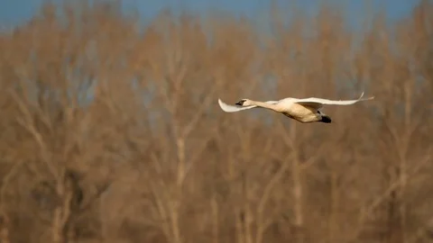 Swans In Flight Stock Footage 102142795