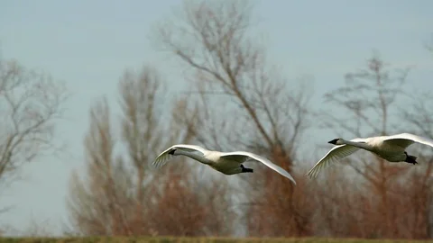 Swans In Flight Stock Footage 102143196