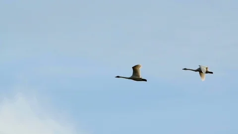 Swans In Flight Stock Footage 102144266