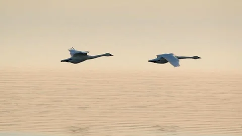 Swans In Flight Stock Footage 102677654