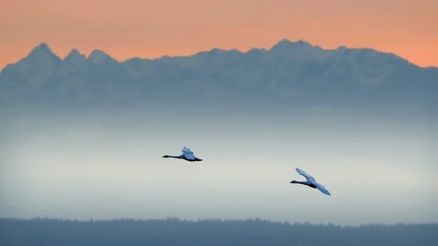 Swans In Flight Stock Footage 102678688
