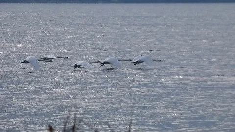 Swans in flight Stock Footage 121376269