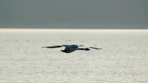 Swans In Flight Stock Footage 126140768